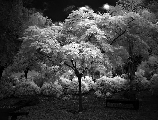 Photo arbre noir et blanc en infrarouge